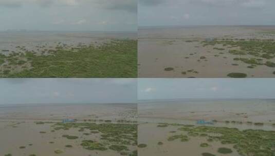 上海崇明岛航拍草地平原地平线湖水滩涂高清在线视频素材下载