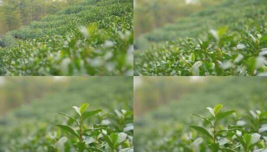 茶叶 春天 嫩叶 茶树 高清在线视频素材下载