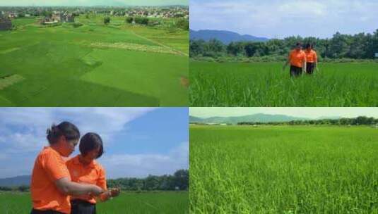 （原创）禾苗喷药 水稻田管理 供销社人员高清在线视频素材下载