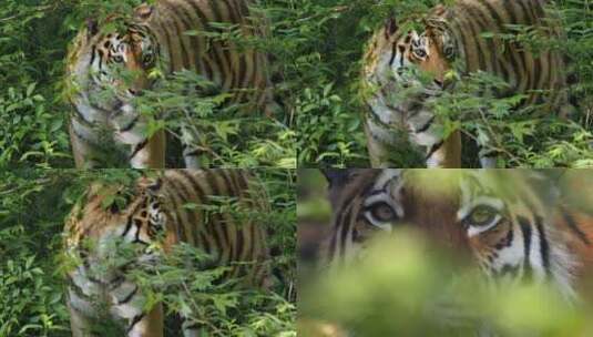 野外森林老虎高清在线视频素材下载