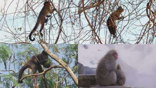 [合集]卷尾猴红猴子野生猴子高清在线视频素材下载