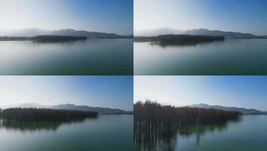 浙江省余姚市四明湖边的池杉风光高清在线视频素材下载