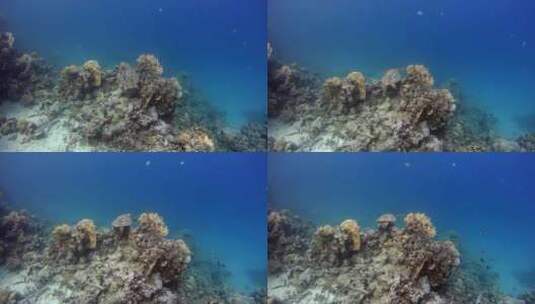 海洋世界海龟高清在线视频素材下载
