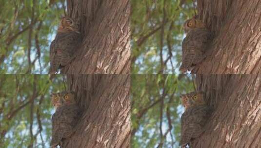 趴在树上观望的猫头鹰高清在线视频素材下载