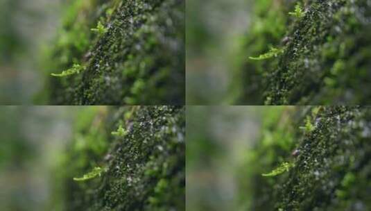 大自然 山野 细雨 苔藓高清在线视频素材下载