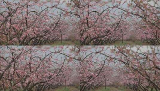 桃林桃花桃树桃花林种植基地高清在线视频素材下载