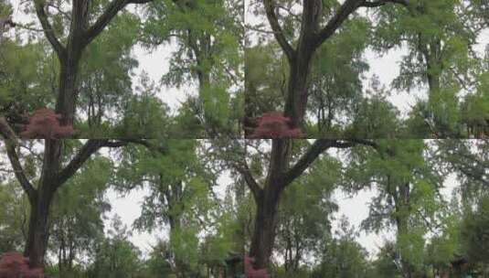 苏州园林留园5A景区实拍高清在线视频素材下载