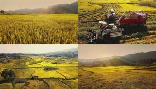 4k航拍水稻收割，稻田收割高清在线视频素材下载