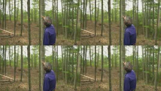 老人竹林中选择材料看竹子道具高清在线视频素材下载