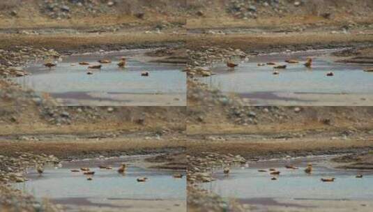 高原湖边的鸟高清在线视频素材下载