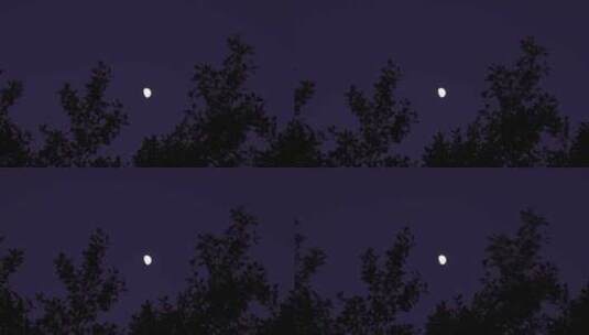 夜晚月亮树林弯月树叶晚上森林夜空天空黑夜高清在线视频素材下载