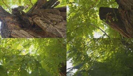 晾马台遗址明月禅寺 晾马台遗址 明月禅寺高清在线视频素材下载