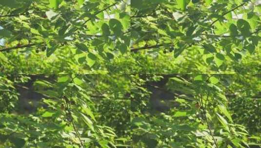 C安徽黄山番荔枝树高清实拍高清在线视频素材下载