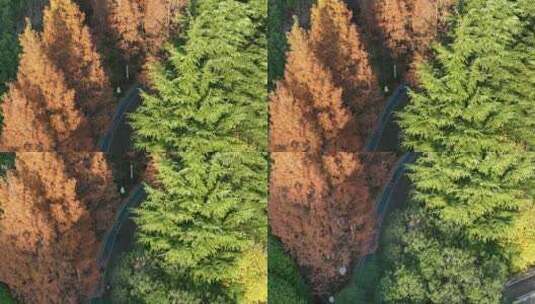 鸟瞰小区里的步道 正在跑步的人高清在线视频素材下载