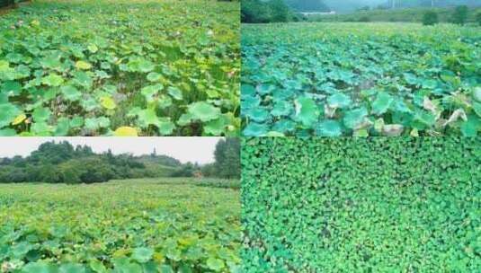 雨后的荷花荷塘池塘高清在线视频素材下载