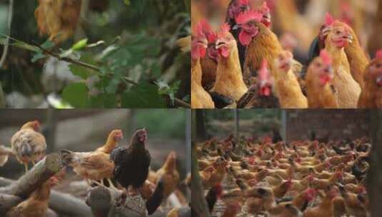 农业养殖鸡林下鸡土鸡 鸡群高清在线视频素材下载