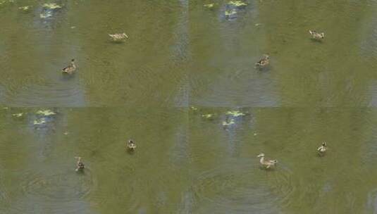 鸭子在水面游动野鸭家禽在水中觅食游动高清在线视频素材下载