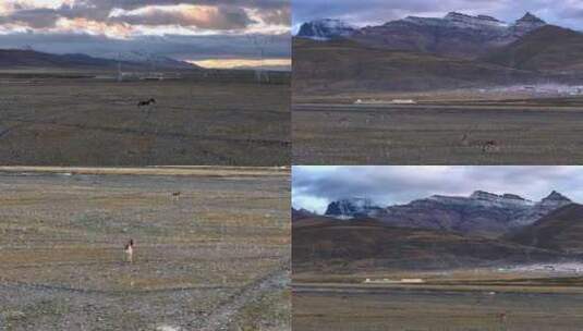 冈仁波齐山脚下的藏野驴高清在线视频素材下载