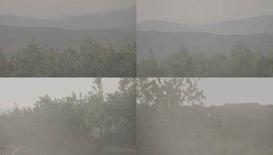 雾气笼罩的满地杨梅树高清在线视频素材下载
