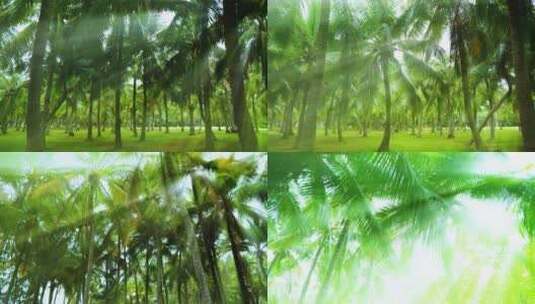 阳光椰林椰树林椰子树丁达尔效应耶稣光高清在线视频素材下载