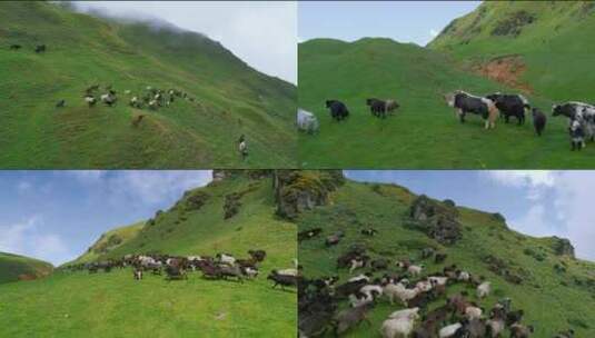 草地上的牛群放牧农业牛羊高清在线视频素材下载