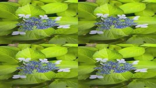 花朵植物竖屏高清在线视频素材下载