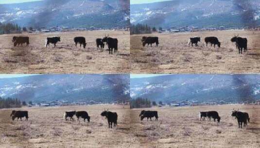 香格里拉  耗牛  放牧高清在线视频素材下载
