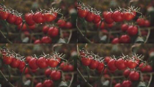 生长中成熟的番茄 西红柿高清在线视频素材下载