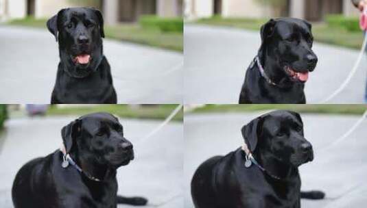 公园里的黑色拉布拉多犬高清在线视频素材下载