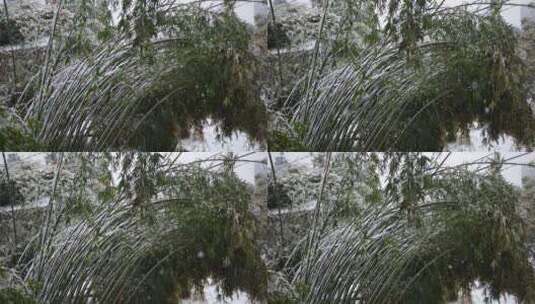 竹林下大雪高清在线视频素材下载