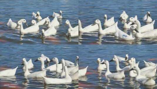 一群在水里游水嬉戏的白鸭高清在线视频素材下载