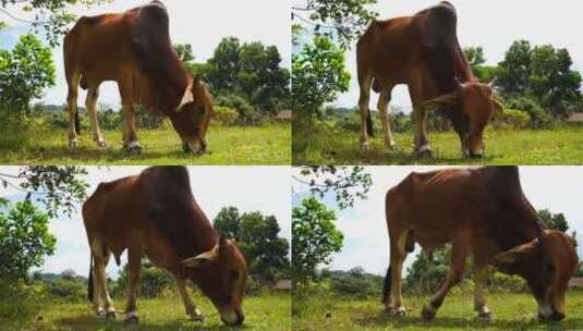 牛吃草 牛高清在线视频素材下载