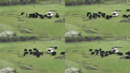 西藏牦牛高清在线视频素材下载