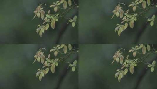 春天，嫩芽，春雨淋树叶，雨中的小鸟，李花高清在线视频素材下载