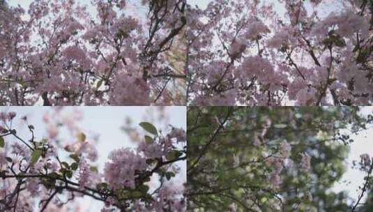 5K-海棠花盛开，西府海棠花开，垂丝海棠高清在线视频素材下载