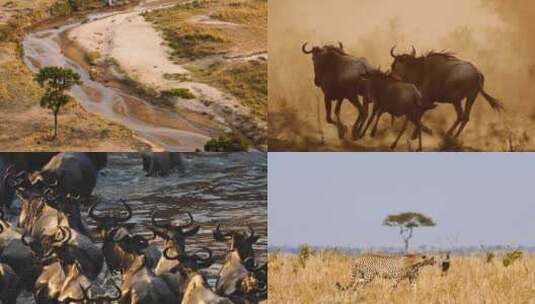 非洲野生动物园里各种野生动物高清在线视频素材下载