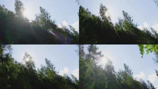 特写日落余晖阳光透过森林高清在线视频素材下载