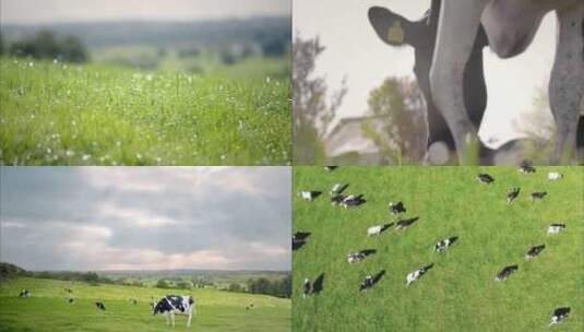 有机牧场奶牛吃草高清在线视频素材下载