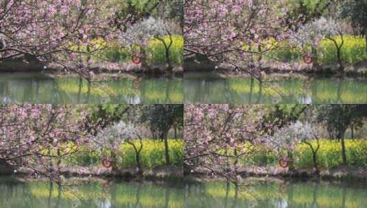 春天湖边盛开的桃花高清在线视频素材下载