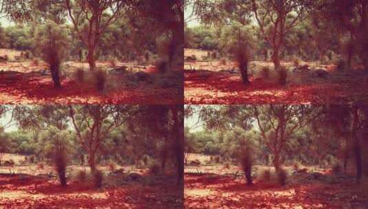 穿越西澳大利亚灌木丛的徒步小径高清在线视频素材下载