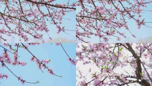 春天粉色樱花高清在线视频素材下载