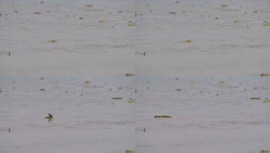 弹涂鱼深圳湾公园生态鸟滩涂潮间带3049高清在线视频素材下载