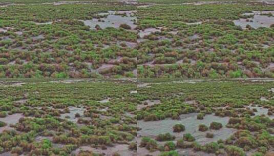 新疆吐鲁番盆地湿地航拍高清在线视频素材下载