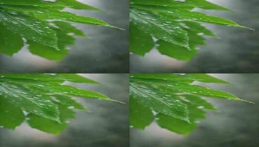 【竖屏】雨水雨滴落在绿色的树叶上高清在线视频素材下载