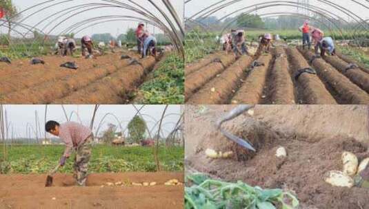 农业 农村 蔬菜 丰收 黄土豆高清在线视频素材下载