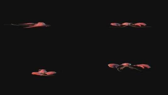 3D龙虾动画写实风格高清在线视频素材下载