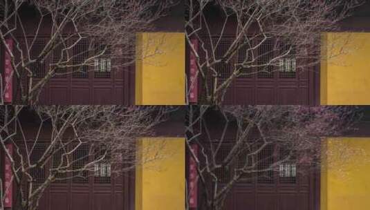 [冬去春来 花开延时] 杭州慧因高丽寺高清在线视频素材下载