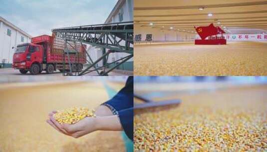 玉米储存仓库高清在线视频素材下载