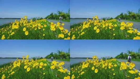 夏天南京江心洲长江边环岛路的金鸡菊盛开高清在线视频素材下载