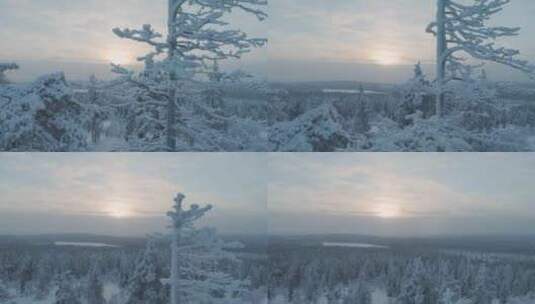 前景中积雪覆盖的树枝，背景空中有森林高清在线视频素材下载